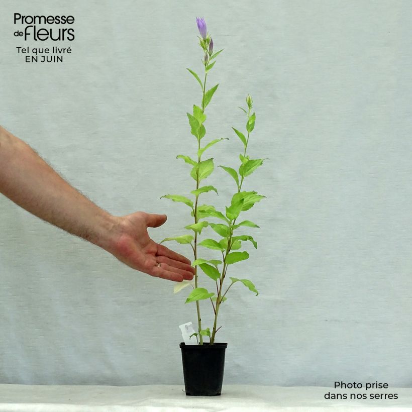 Spécimen de Campanule latifolia var. macrantha Godet de 8/9 cm tel que livré en été
