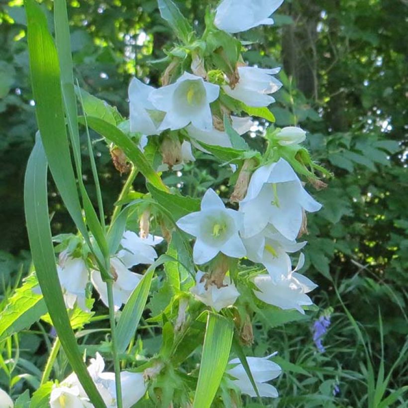 Campanule latifolia var. macrantha alba (Floraison)