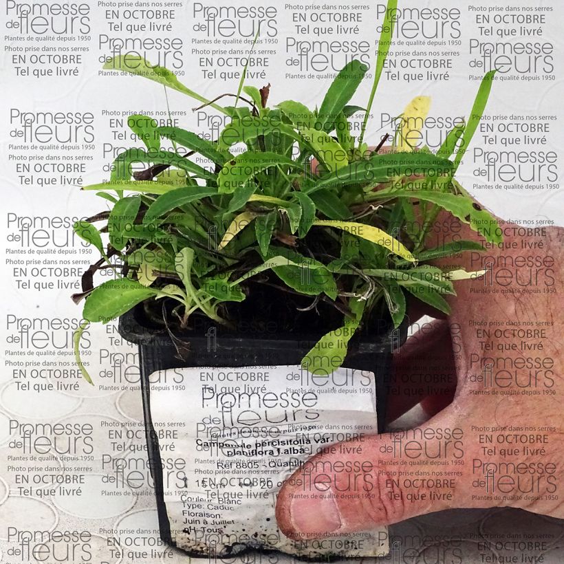 Exemple de spécimen de Campanule percisifolia var. planiflora f.alba Godet de 8/9 cm tel que livré