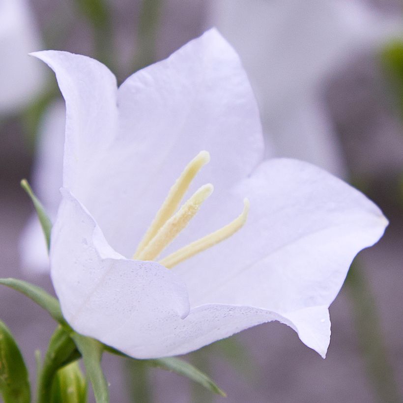 Campanule percisifolia var. planiflora f.alba (Floraison)