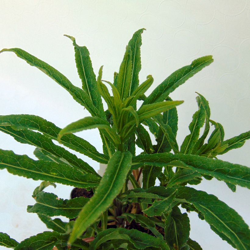Campanule persicifolia Hidcote Amethyst - Campanule à feuilles de pêcher (Feuillage)
