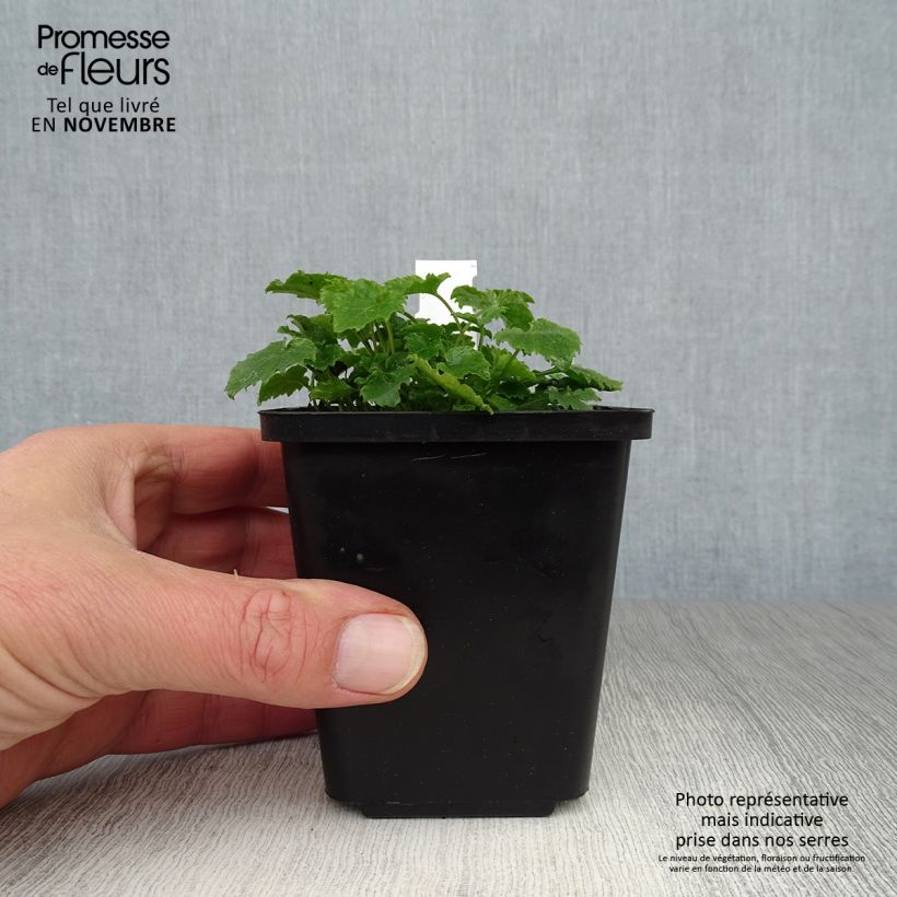 Spécimen de Campanule poscharskyana Godet de 7/8 cm tel que livré en automne