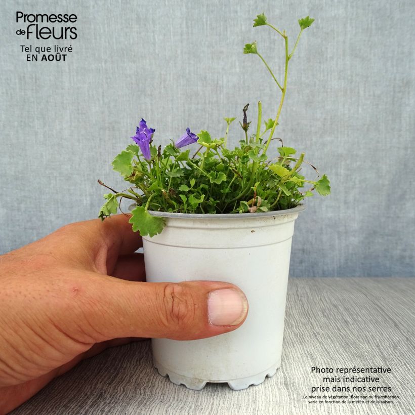 Spécimen de Campanule poscharskyana Godet de 7/8 cm tel que livré en été