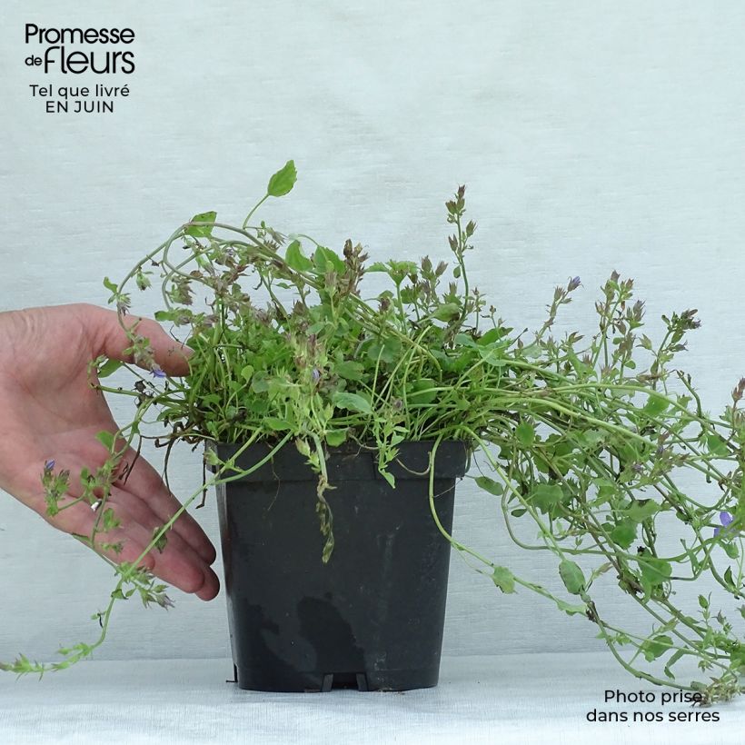 Spécimen de Campanule poscharskyana Pot de 2L/3L tel que livré en été