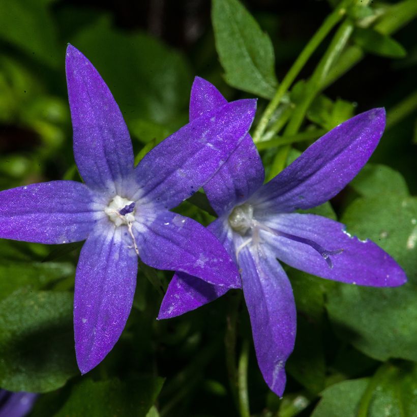 Campanule poscharskyana (Floraison)