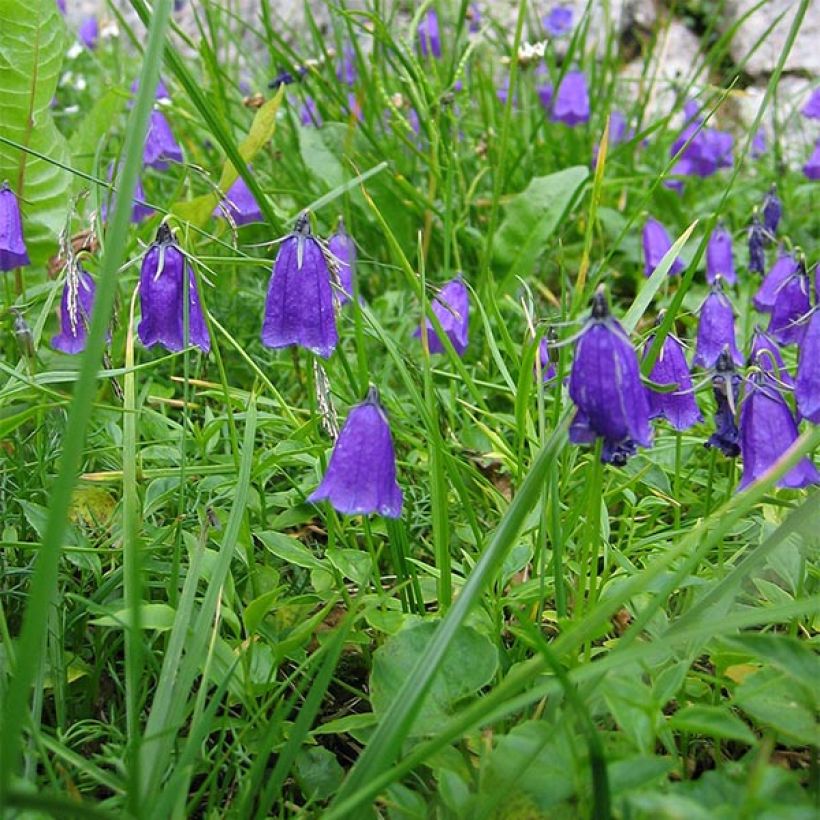 Campanule pulla (Floraison)