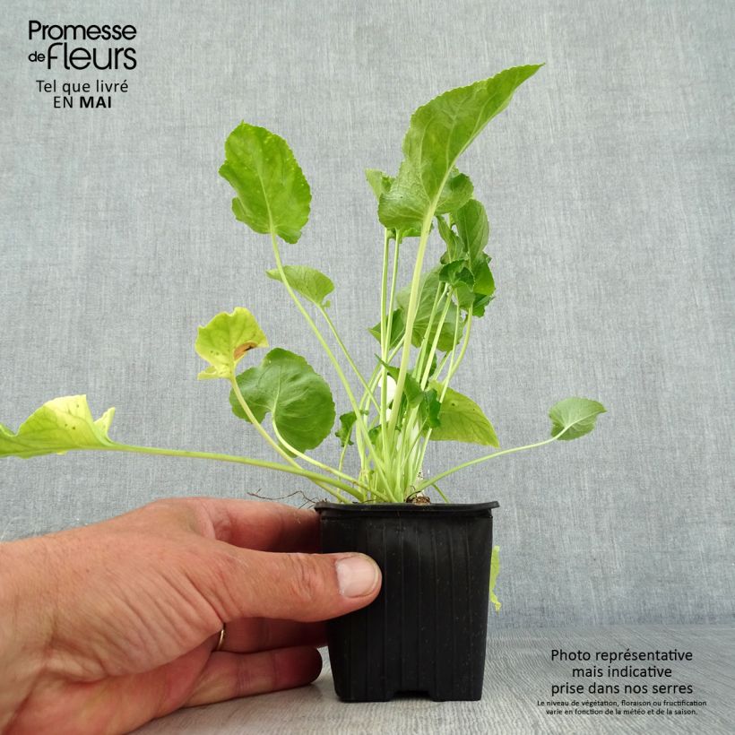Spécimen de Campanule pyramidalis Alba - Campanule pyramidale blanche Godet de 9cm tel que livré au printemps