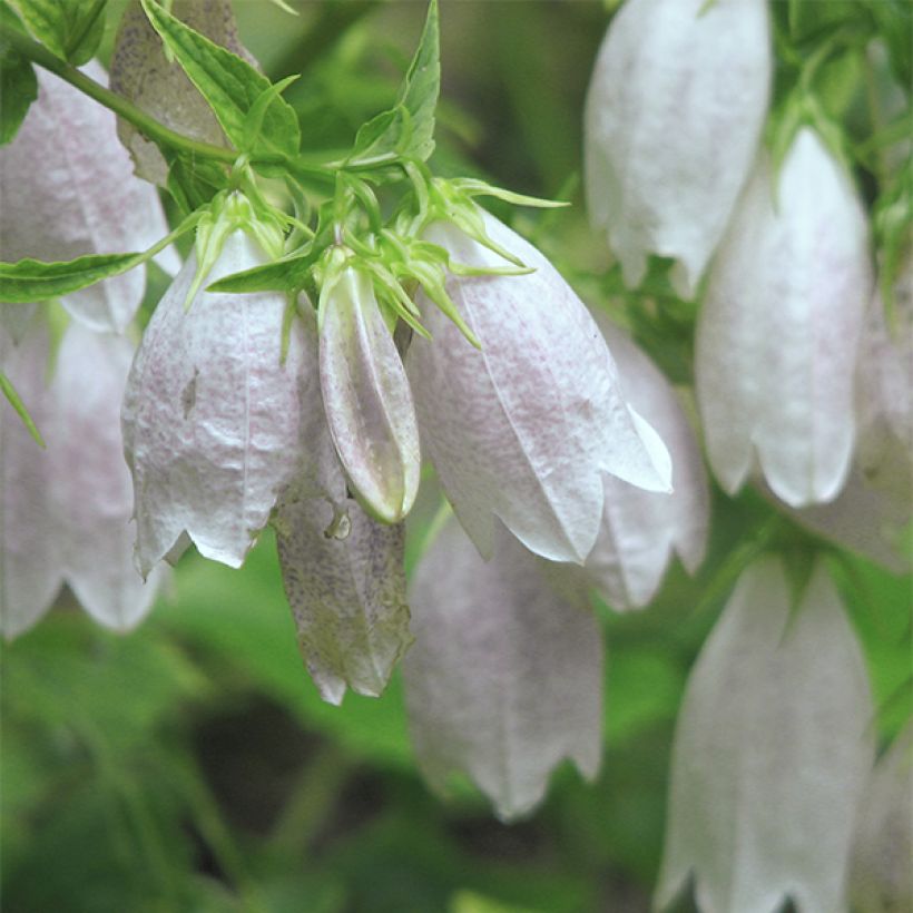 Campanule takesimana Alba (Floraison)