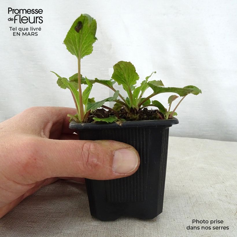 Spécimen de Campanule takesimana Alba Godet de 8 cm tel que livré au printemps