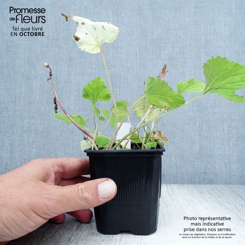Spécimen de Campanule takesimana Alba Godet de 8/9 cm tel que livré en automne