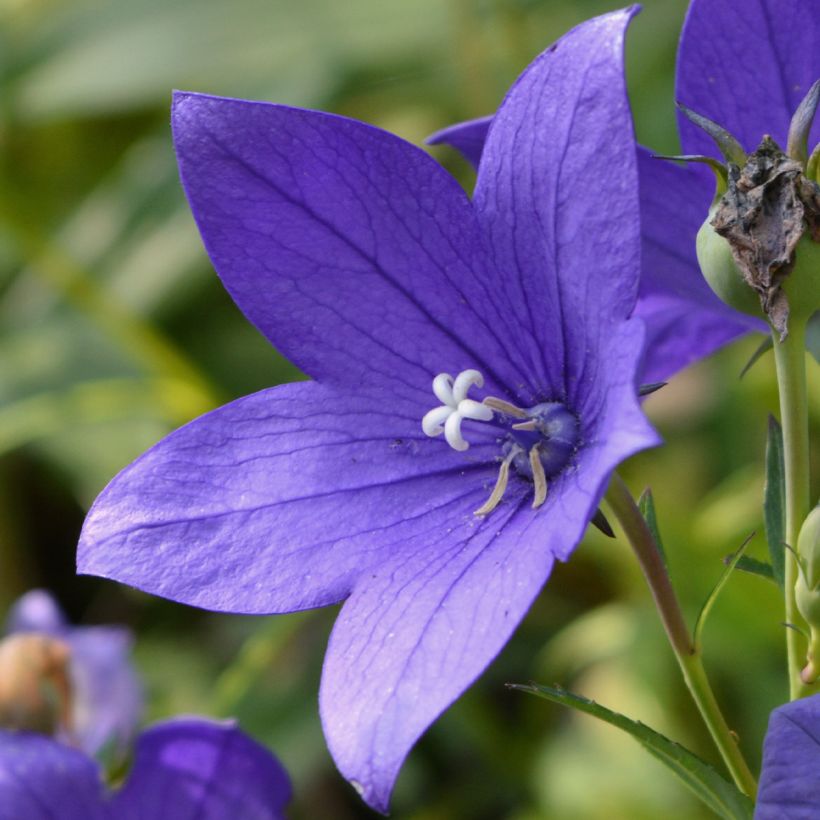 Campanule waldsteiniana (Floraison)