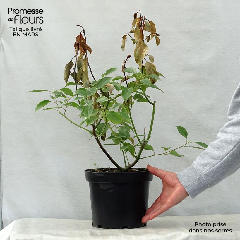 Spécimen de Camphrier - Cinnamomum camphora Pot de 2L/3LHauteur livrée env. 50/60cm tel que livré au printemps