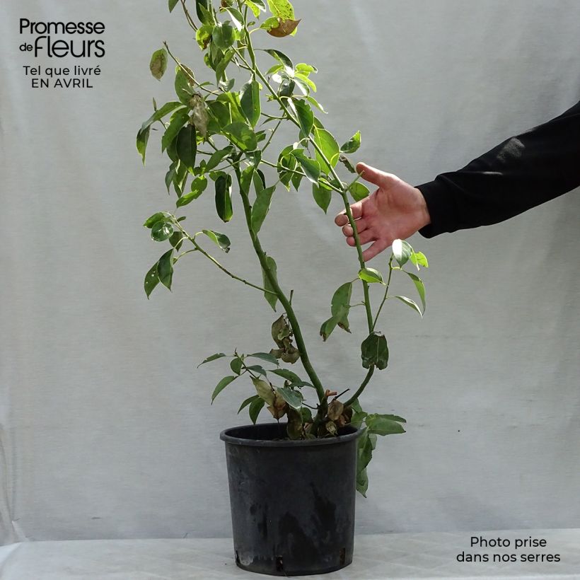 Spécimen de Camphrier - Cinnamomum camphora Pot de 7.5L/10LHauteur livrée env. 60/80cm tel que livré au printemps