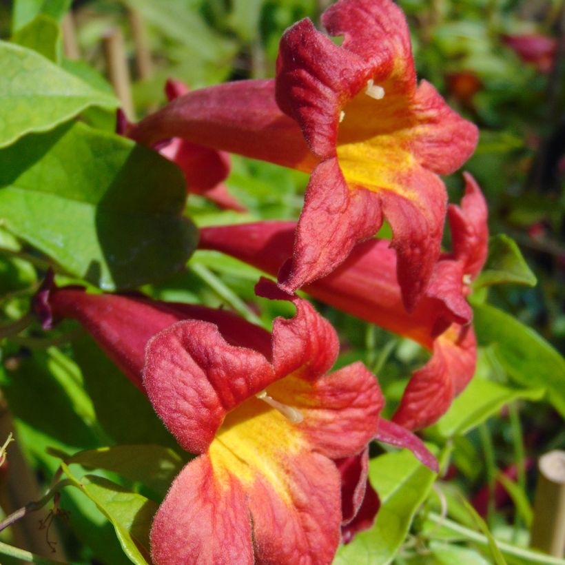 Campsis capreolata Atrosanguinea - Bignone à vrilles (Floraison)