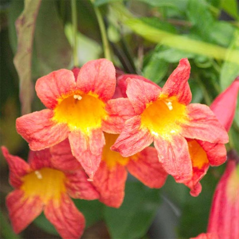 Campsis capreolata Tangerine Beauty - Bignone à vrilles (Floraison)