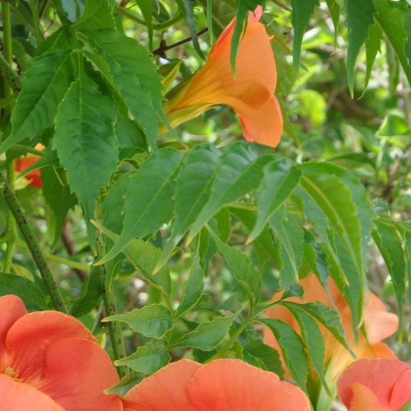 Campsis grandiflora - Bignone à grandes fleurs (Feuillage)