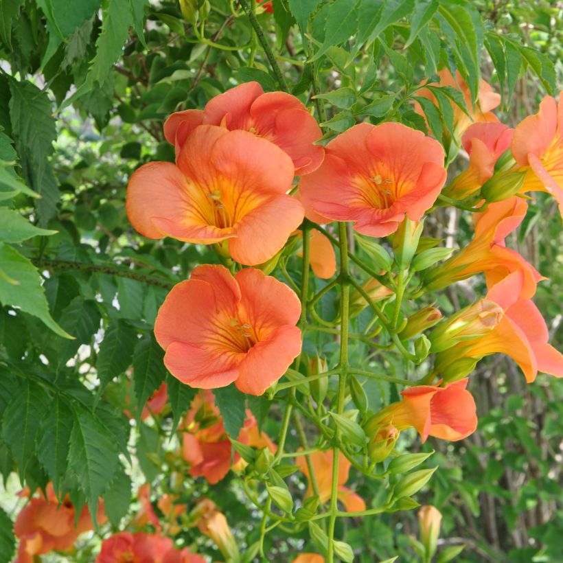 Campsis grandiflora - Bignone à grandes fleurs (Floraison)