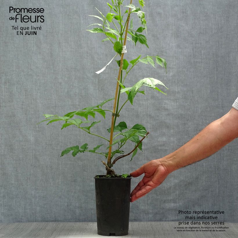 Spécimen de Campsis grandiflora - Bignone à grandes fleurs Pot de 2L/3L tel que livré en été