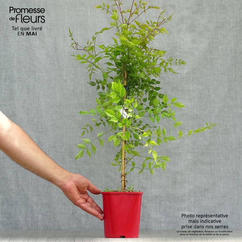 Spécimen de Campsis radicans Flamenco - Bignone de Virginie en pot de 2/3L tel que livré au printemps