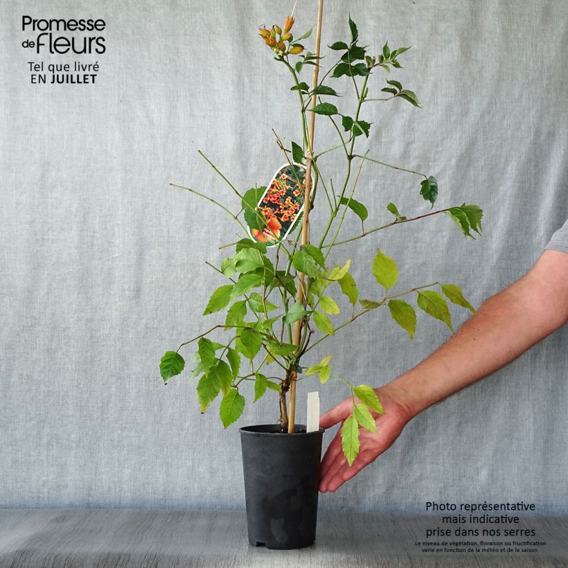 Spécimen de Campsis radicans Indian Summer - Bignone de Virginie  Pot de 2L/3L tel que livré en été