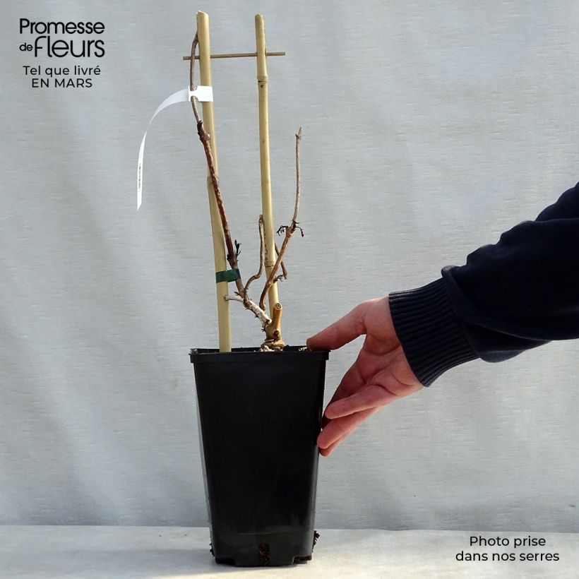 Spécimen de Campsis radicans Judy - Bignone de Virginie Pot de 2L/3L tel que livré au printemps