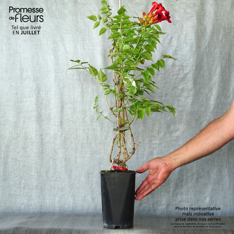Spécimen de Campsis radicans Stromboli - Bignone de Virginie Pot de 2L/3L tel que livré en été