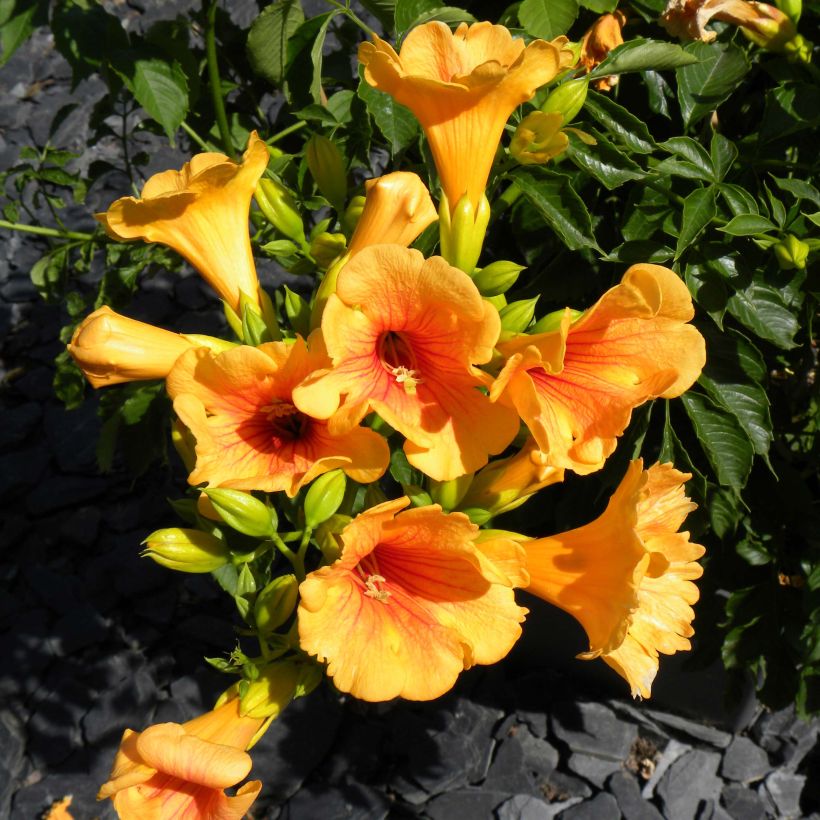 Bignone - Campsis tagliabuana Summer Jazz Gold (Floraison)