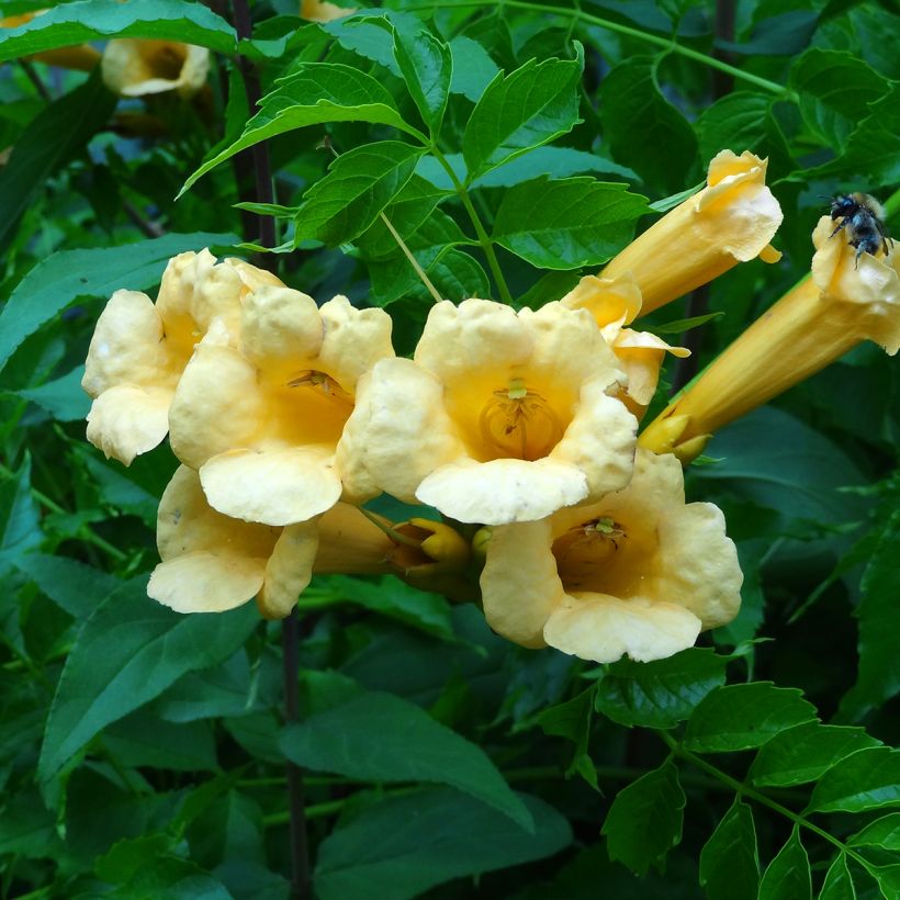 Campsis radicans Yellow Trumpet (= Flava) - Bignone de Virginie (Floraison)