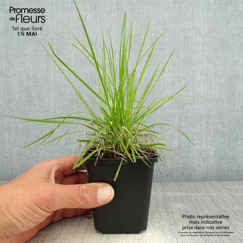Spécimen de Canche cespiteuse Northern Lights - Deschampsia cespitosa  Godet de 8/9 cm tel que livré au printemps