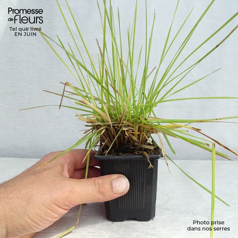 Spécimen de Canche cespiteuse Tauträger - Deschampsia cespitosa Godet de 8/9 cm tel que livré en été