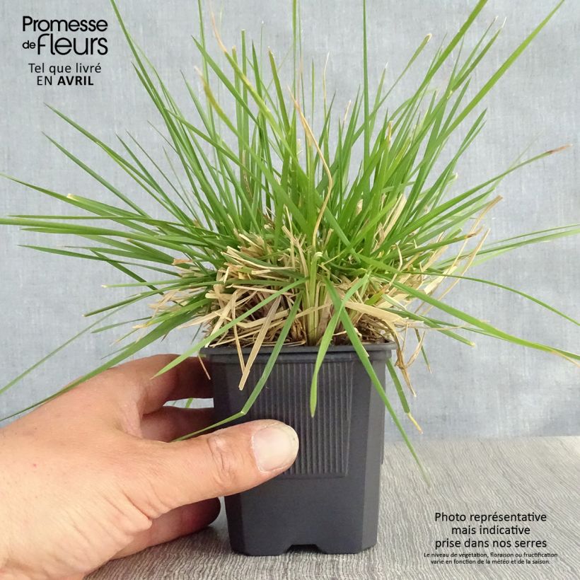 Spécimen de Canche cespiteuse Tauträger - Deschampsia cespitosa Godet de 8/9cm tel que livré au printemps