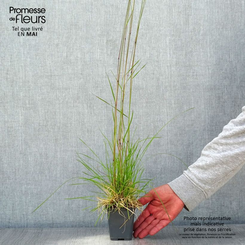 Spécimen de Canche cespiteuse Vivipara - Deschampsia cespitosa Godet de 9cm tel que livré au printemps
