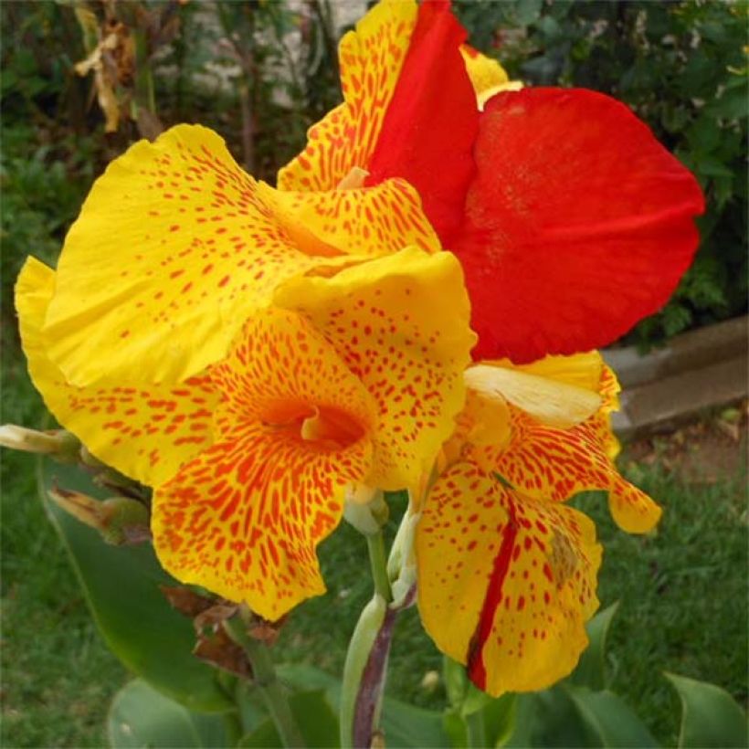 Canna Cleopatra - Balisier panaché jaune et rouge. (Floraison)