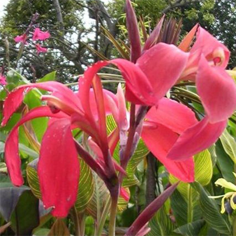 Canna Endeavour (Floraison)