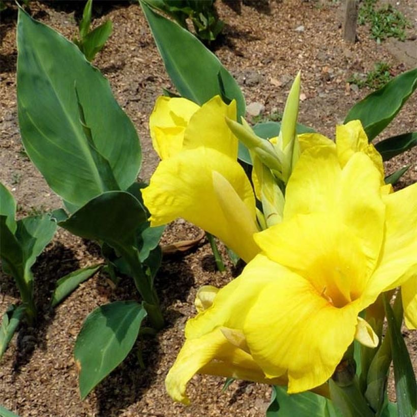 Canna Felix Ragout - Balisier jaune et blanc (Feuillage)