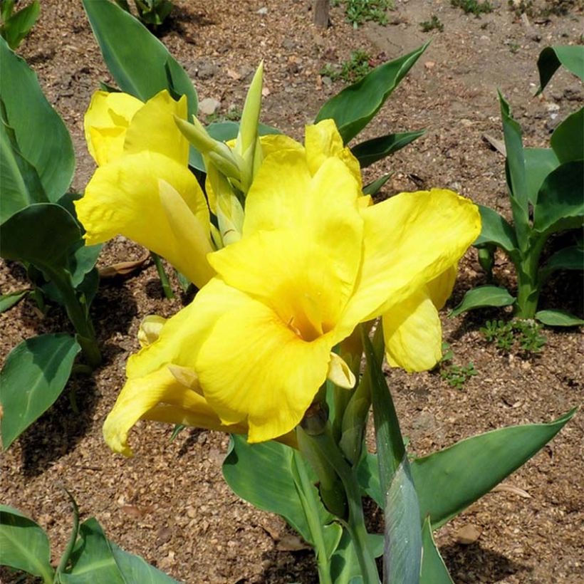 Canna Felix Ragout - Balisier jaune et blanc (Floraison)