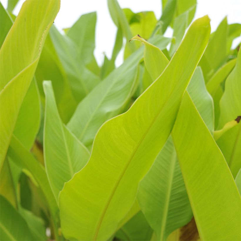 Canna Lolita - Balisier rouge indien à liseré jaune (Feuillage)