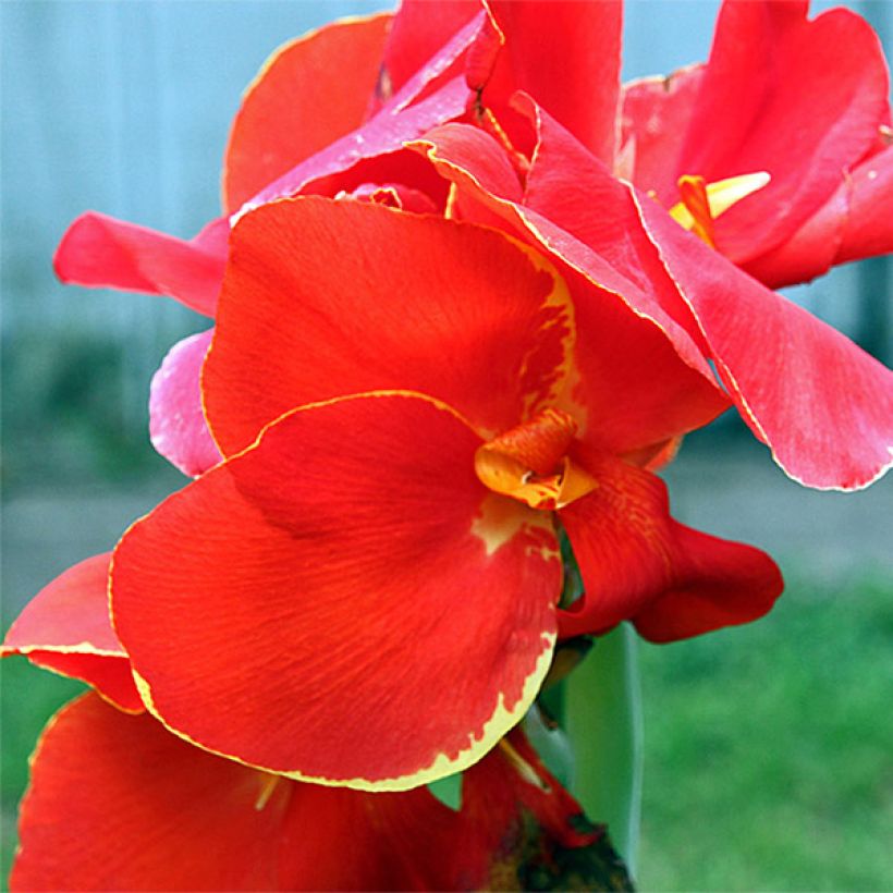 Canna Lolita - Balisier rouge indien à liseré jaune (Floraison)