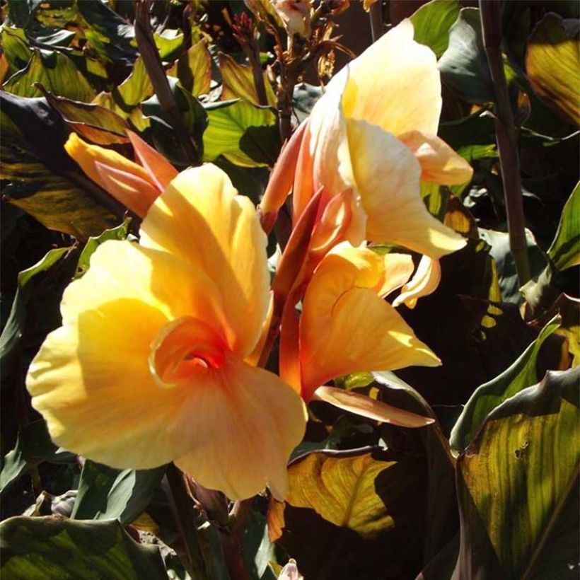 Canna Louis Cottin - Balisier nain jaune abricot, feuillage pourpre (Floraison)