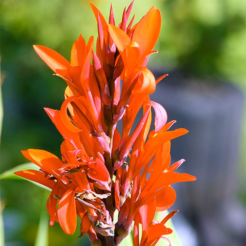 Canna Marabout (Floraison)