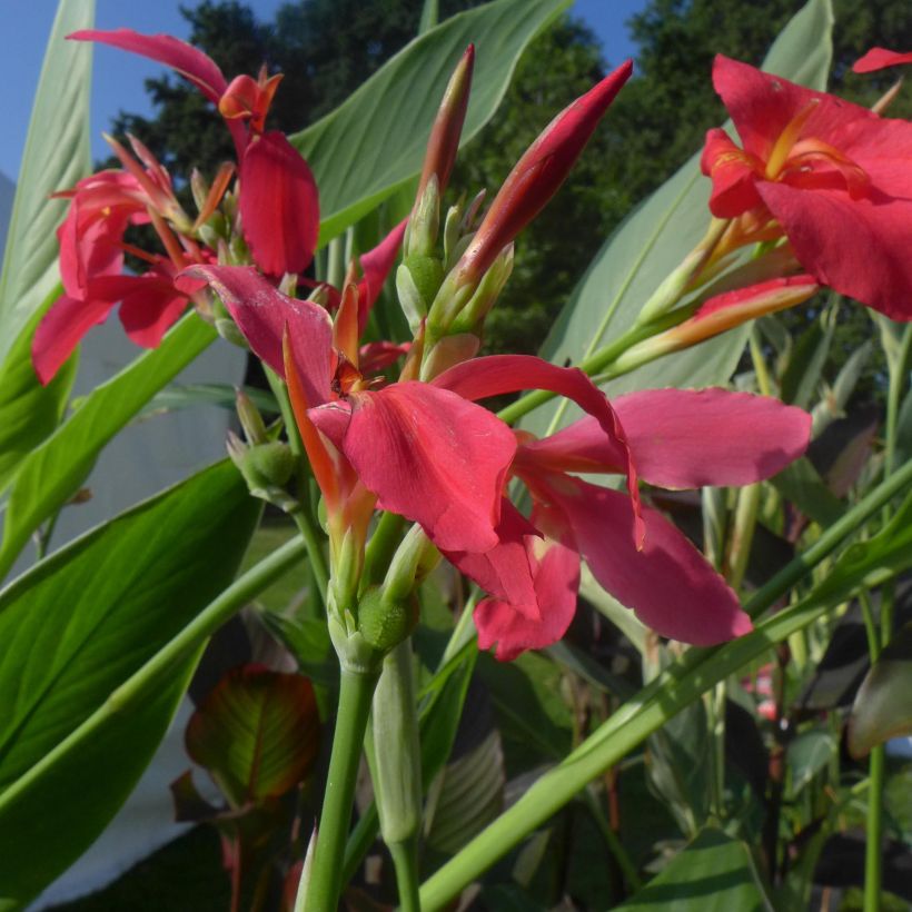 Canna Perkeo - Balisier de taille moyenne à fleurs rose cerise, finement bordé de jaune. (Floraison)