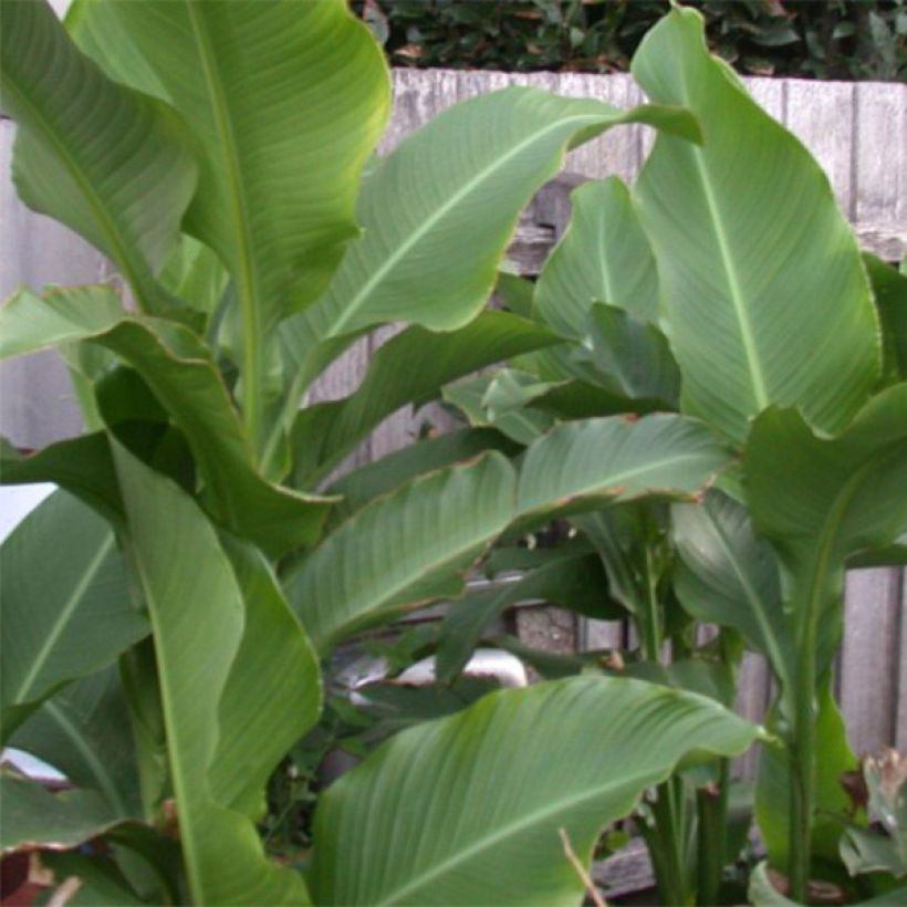 Canna Petit Poucet - Balisier nain jaune picté de rouge (Feuillage)