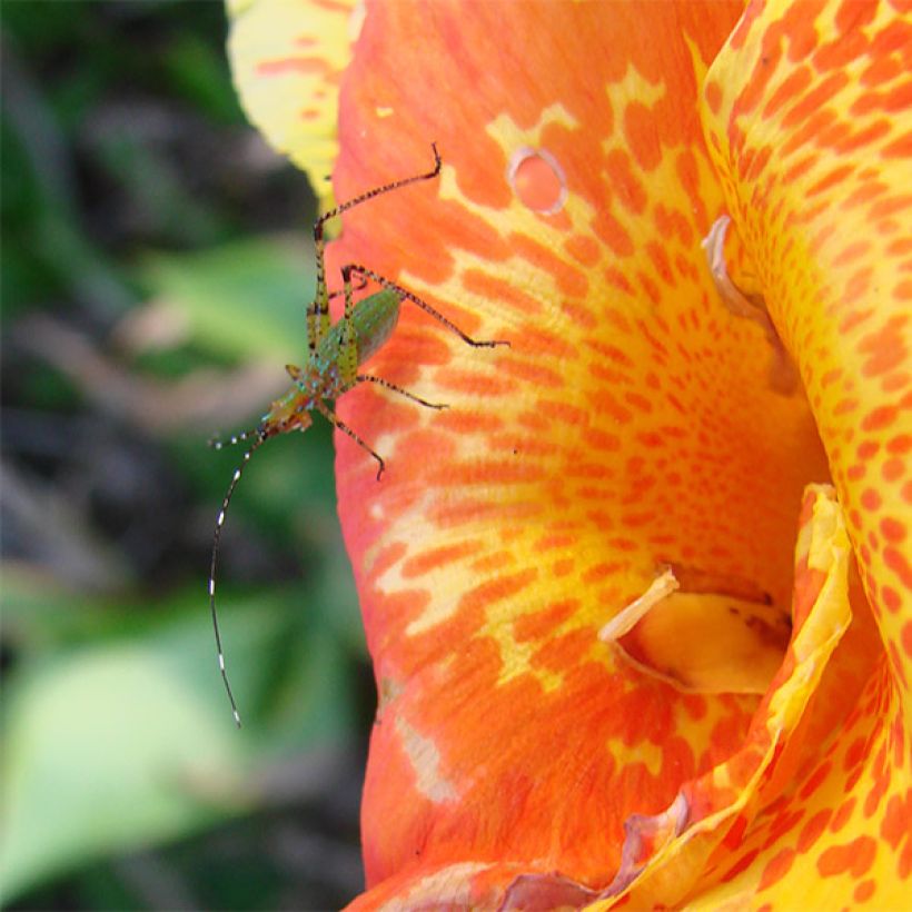 Canna Petit Poucet - Balisier nain jaune picté de rouge (Floraison)