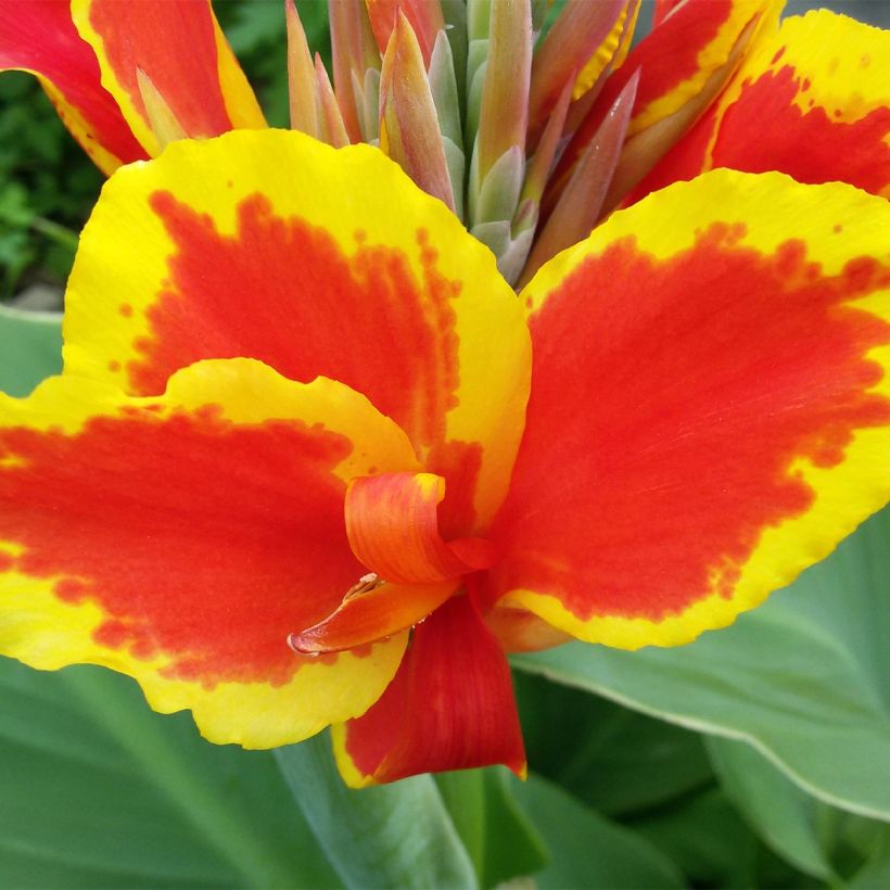 Canna Queen Charlotte - Balisier (Floraison)