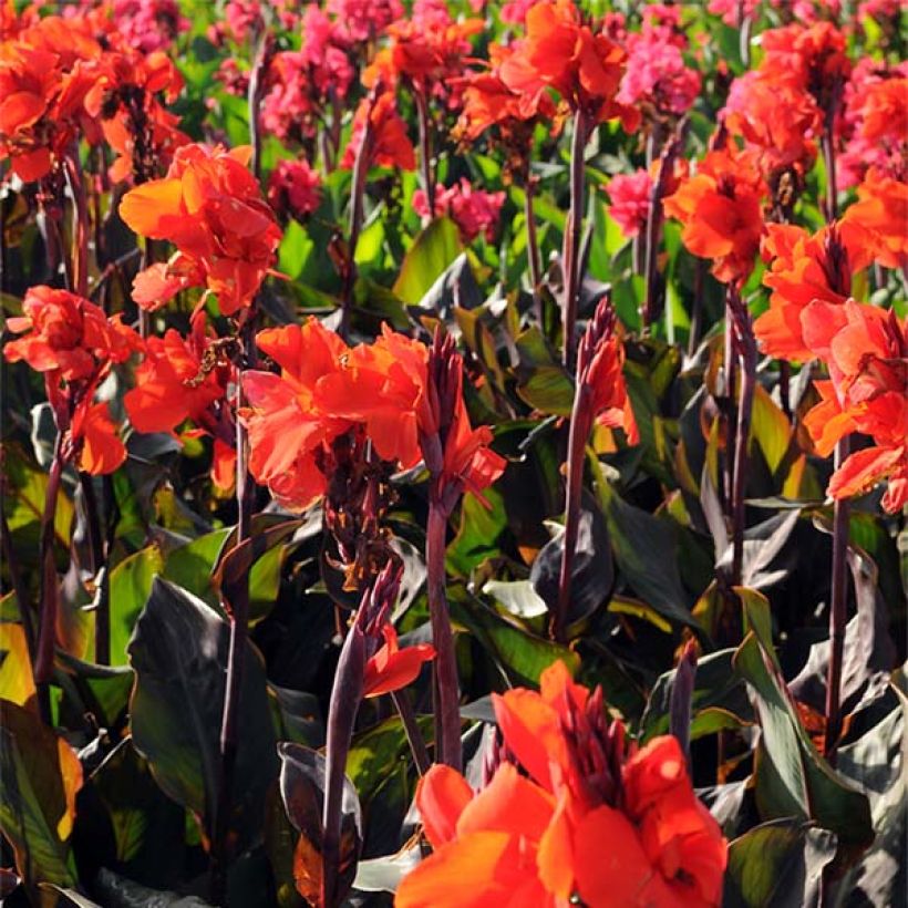 Canna Red King Humbert - Balisier rouge vif. (Floraison)