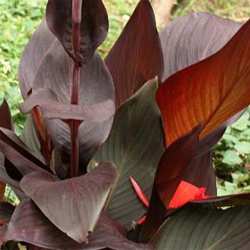 Canna Semaphore - Balisier orange abricot (Feuillage)