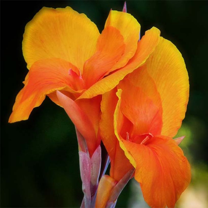 Canna Semaphore - Balisier orange abricot (Floraison)