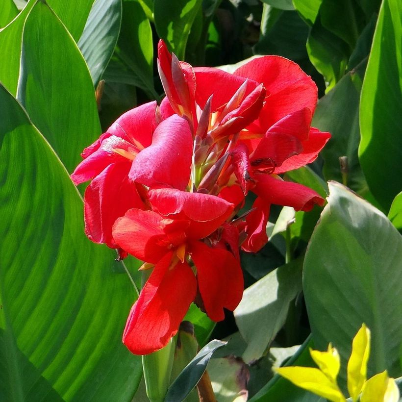 Canna Strasbourg - Balisier de taille moyenne, à fleurs rouge sang. (Floraison)