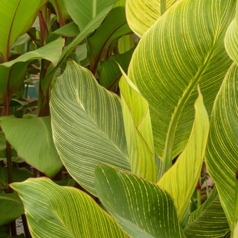 Canna Striata (Feuillage)