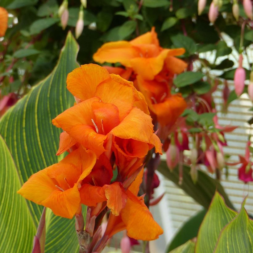 Canna Striata (Floraison)